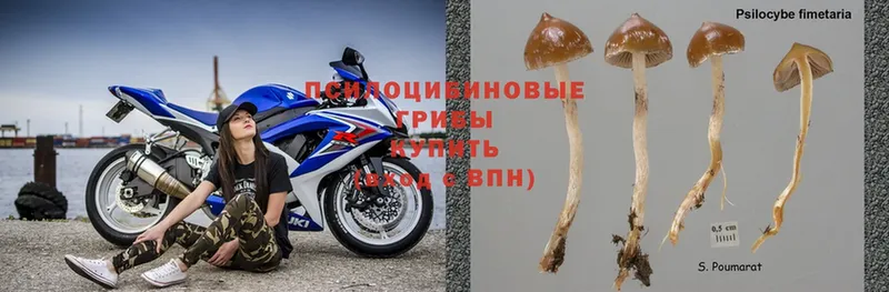 где продают наркотики  Володарск  Галлюциногенные грибы Psilocybine cubensis 